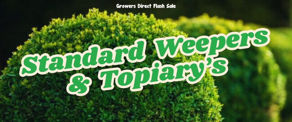 Green topiary bushes with overlaid text: "Standard Weepers & Topiary's." The background hints at a Growers Direct Flash Sale event.