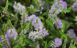 The Hebe 'Lavender Lass' 6" Pot is beautifully adorned with a cluster of purple and white flowers and green leaves, showcasing dense, spiky blooms in various growth stages.