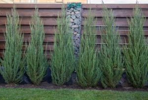 Five tall, narrow evergreen shrubs are planted in front of a wooden fence with a stone column.