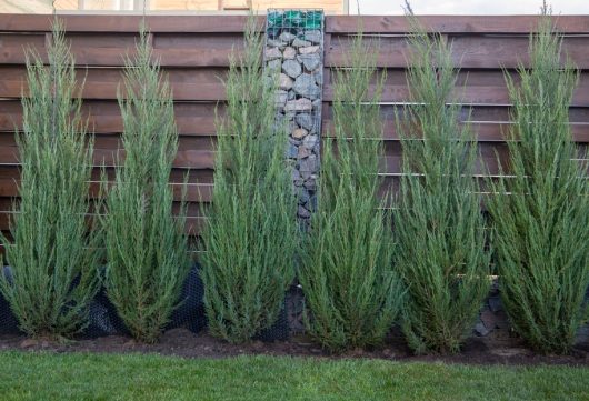 Five tall, narrow evergreen shrubs are planted in front of a wooden fence with a stone column.