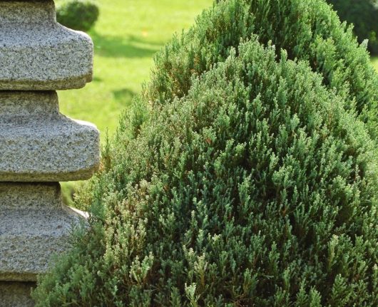 Green bush next to a stone structure with a stacked design, set against a grass backdrop.