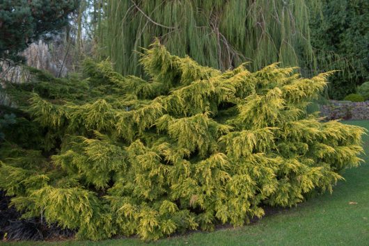 Green conifer shrub with dense foliage, surrounded by grass, set against a backdrop of taller trees.