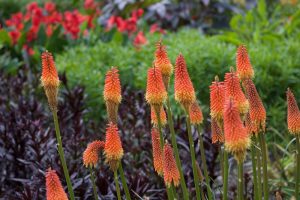 Kniphofia 'Red Rockets Glare' from the Growers Flash Sale features tall spiky blooms with green stems, surrounded by lush greenery. In the background, blurred red flowers enhance the scene, echoing its striking appearance.