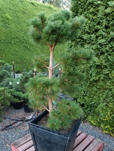 A lush, cloud-pruned Pinus 'Yatsubusa' Black Pine 90L from the Growers Flash Sale sits on wooden pallets, surrounded by other potted plants and evergreen bushes in the background.