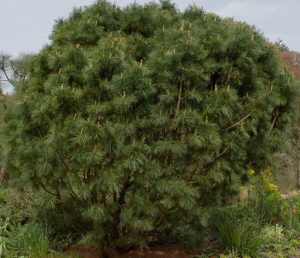 A Pinus 'Japanese White Pine' thrives in its 12" pot, showcasing lush green needles and small yellow shoots in a garden setting.