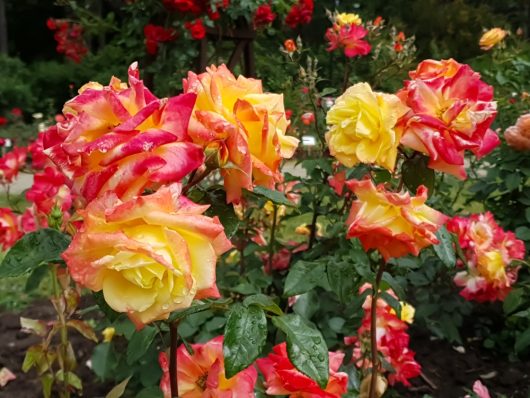 Vibrant roses with red and yellow petals bloom among green leaves in a garden setting.