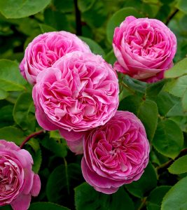 Rose 'Bonica' Bush from Form Growers Flash Sale showcases pink roses nestled among lush green leaves.