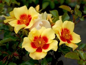 Yellow flowers with red centers and green leaves in a garden setting.