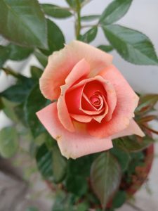 A 'Henri Matisse' Rose Bush in full bloom with its pink petals contrasts beautifully against the green leaves in the background.