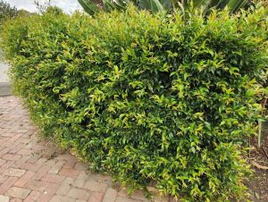 A dense green hedge with small leaves grows alongside a paved walkway.