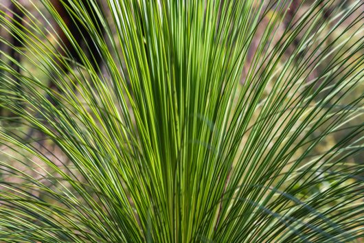 Close-up of a green palm frond with long, slender leaves radiating outward against a blurred background.