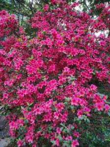 Azalea 'Gumpo Lavender' flowers densely cover a bush with bright pink blooms amidst green leaves, set against a backdrop of trees.