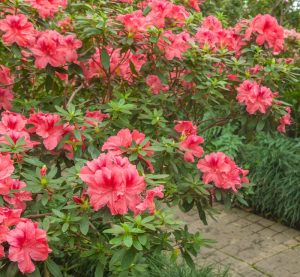 An Azalea 'Miyagino' in a 6" pot, with vibrant pink flowers and lush green foliage, highlights the landscape near the stone paving.