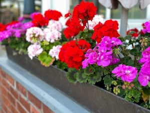 A vibrant 'Big Series Mix' of geraniums in red, pink, and magenta from the 6" Pot Growers Flash Sale adorns a window box against a red brick wall.