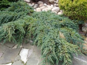 Green juniper shrubs sprawling over a stone path with a background of round stones and additional greenery.