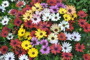 A vibrant cluster of Osteospermum 'Mix' African Daisies in full bloom features shades of red, yellow, white, and purple set against lush green foliage; available now in a 6" pot at the Growers Flash Sale!.