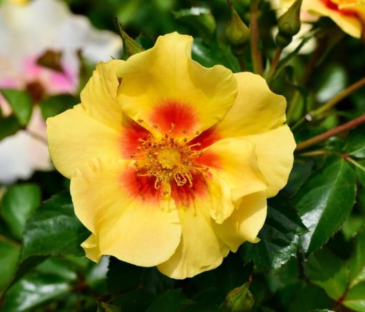 Close-up of Rose 'Eyes For You,' featuring its vibrant yellow petals with a striking red center, surrounded by lush green leaves and budding companions.