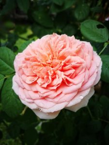 Close-up of a blooming Rose 'Charles Darwin' (David Austin), its pink petals adorned with dew droplets, surrounded by green leaves.