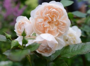 Close-up of the pale peach Rose 'Henri Matisse' Bush Form in full bloom, surrounded by green leaves and blurred background foliage.