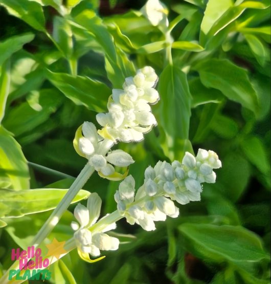 Salvia 'Victoria White' in a 4" pot, with long white blooms and lush leaves. Bottom left text: "Hello Hello PLANTS.