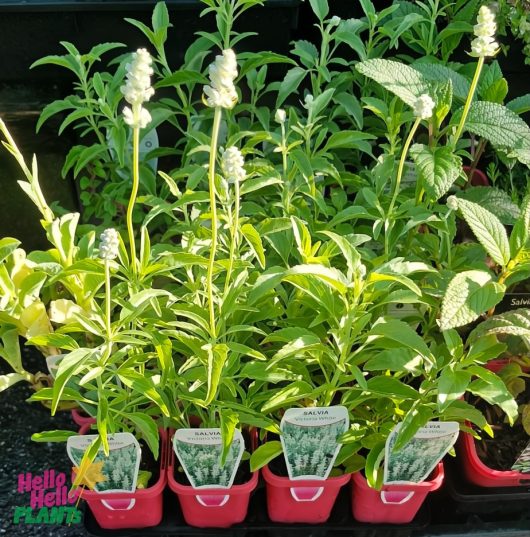 Salvia 'Victoria White' with striking blooms in red 4" pots is displayed for sale at the nursery.