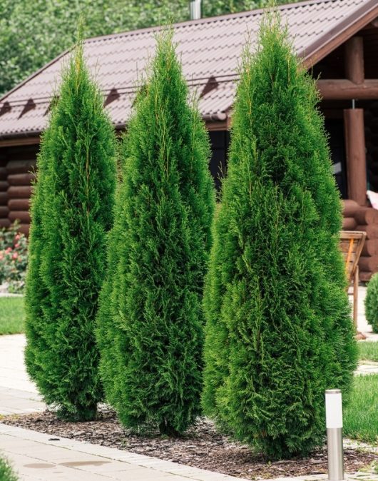 Three tall, narrow evergreen trees are lined up along a garden path, with a wooden cabin visible in the background.