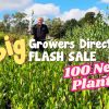 A person stands in a lush field, cradling a small plant. The text reads "Growers Direct Flash Sale" and announces "100 New Plants." Against the backdrop of a clear blue sky and towering trees, it's a perfect day for green-thumb enthusiasts.