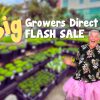 A joyful elderly man in a floral shirt and pink tutu stands in a garden center. Text reads "Big Growers Direct Summer Plant Sale.