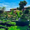 A contemporary garden center showcases stylish potted plants arranged on tables, set beneath a clear blue sky. A large tree stands prominently in a round planter, adding to the modern aesthetic.