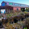 Image of an outdoor plant nursery with various potted plants, featuring a section dedicated to bare rooted roses. A large building in the background has colorful signage displaying "Hello Hello Plants & Garden Supplies.