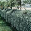 A row of dense hedges with small white flowers is lined with young fruit trees, adding a touch of orchard charm beside the grassy area.