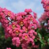 Lagerstroemia indica Pink Assorted Crepe Myrtle Flower