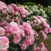 A garden with numerous pink and white rose bushes in full bloom. Green foliage and grass are visible in the background.